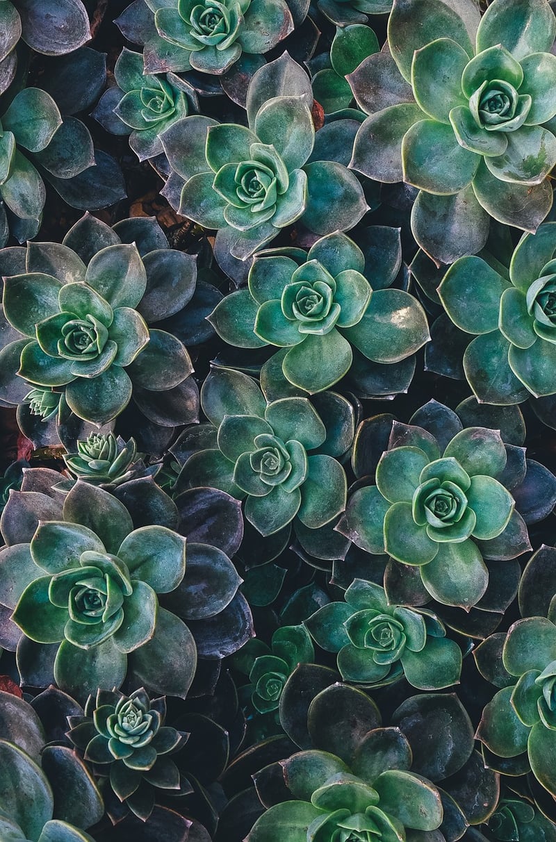 Succulent Wall Design